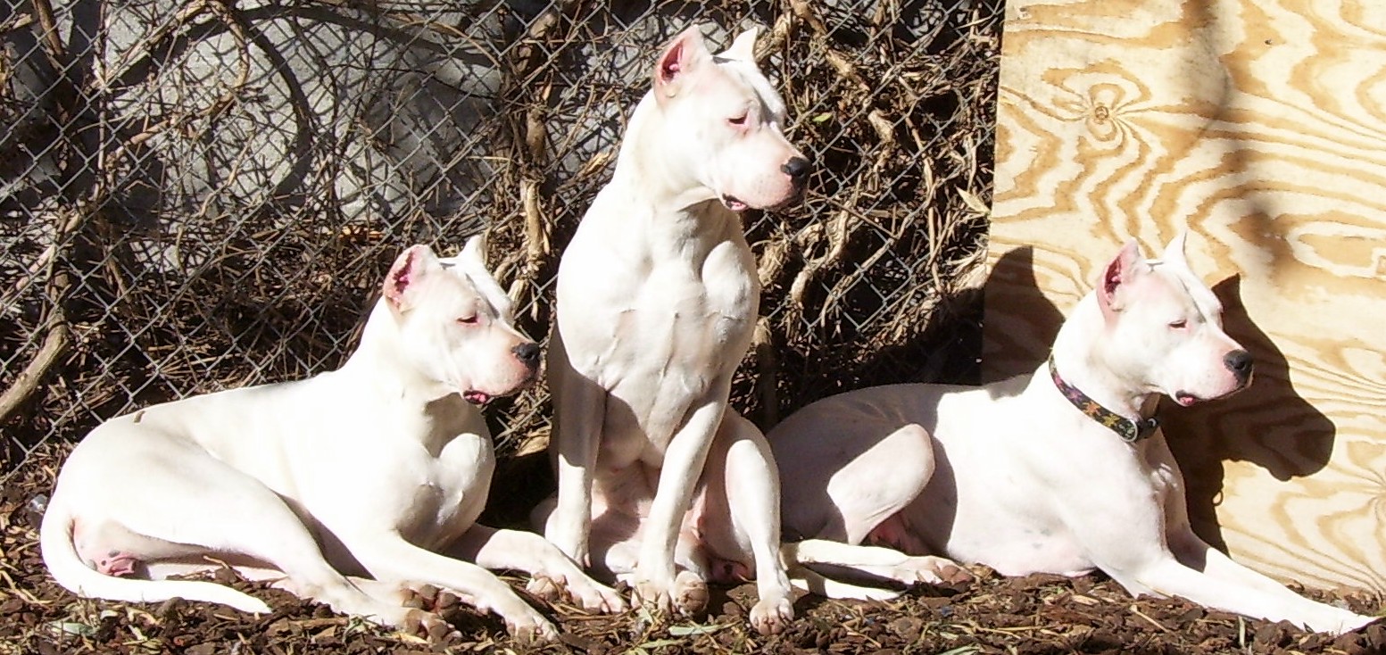Dogo+argentino+breeders+in+california