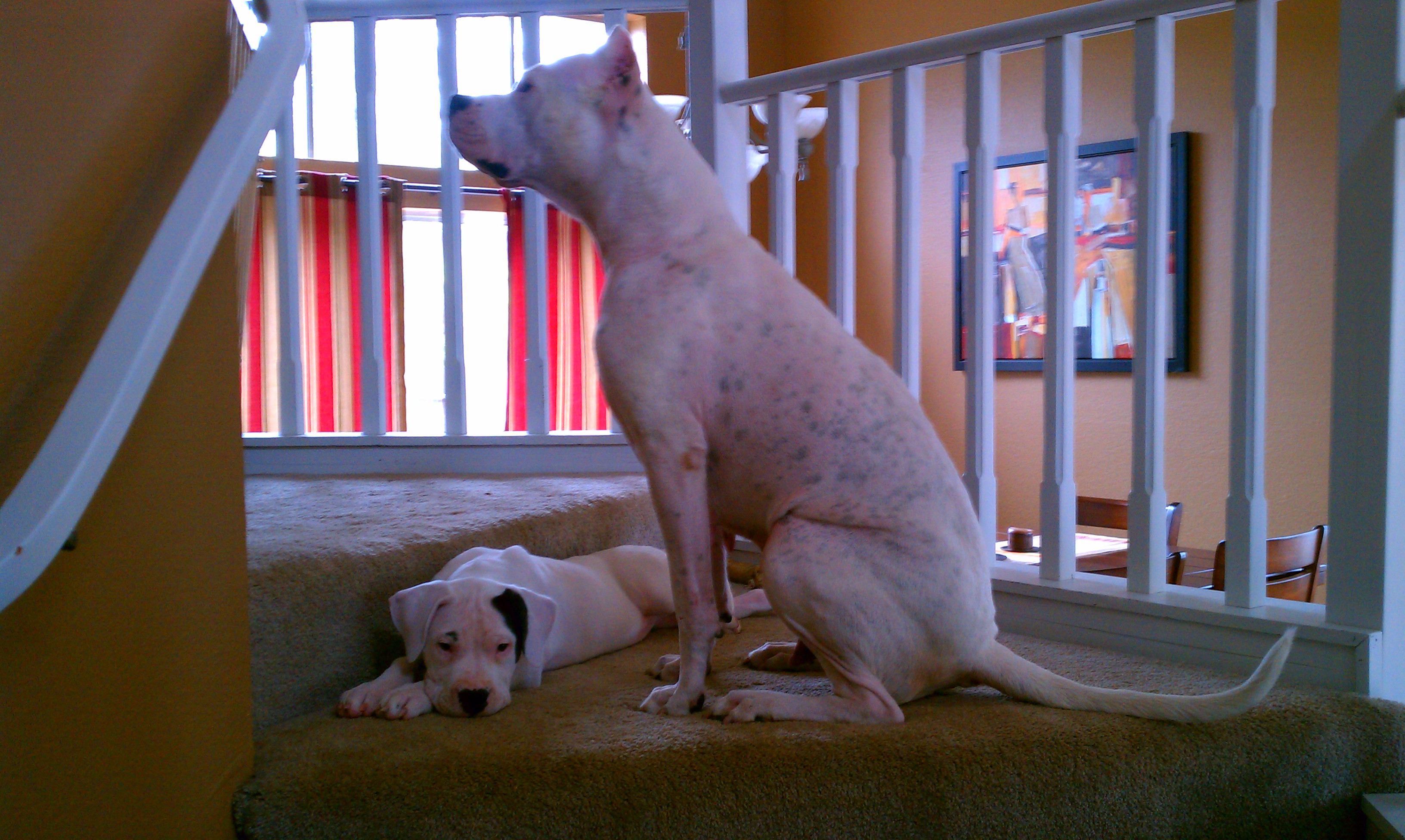 Our Dogo Maya hanging out with her Mama Sophie. We call her Maya Moo because she was born with a spot on her back.