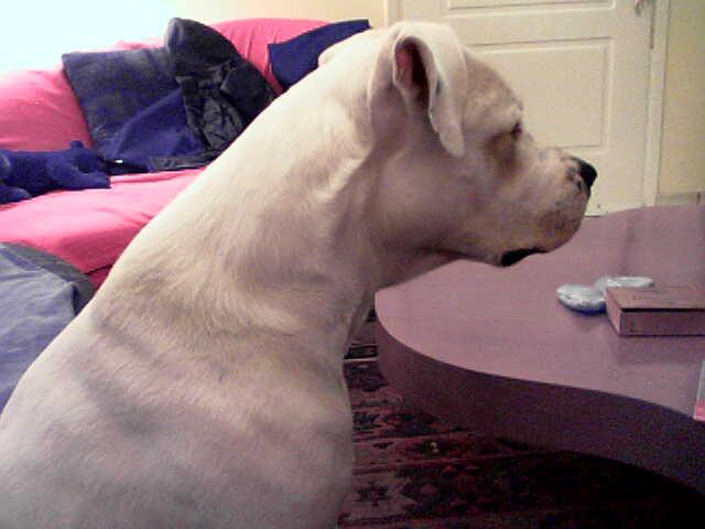 SHE IS SEVEN YEARS OLD AND AS YOU CAN SEE VERY BEAUTIFUL !!!