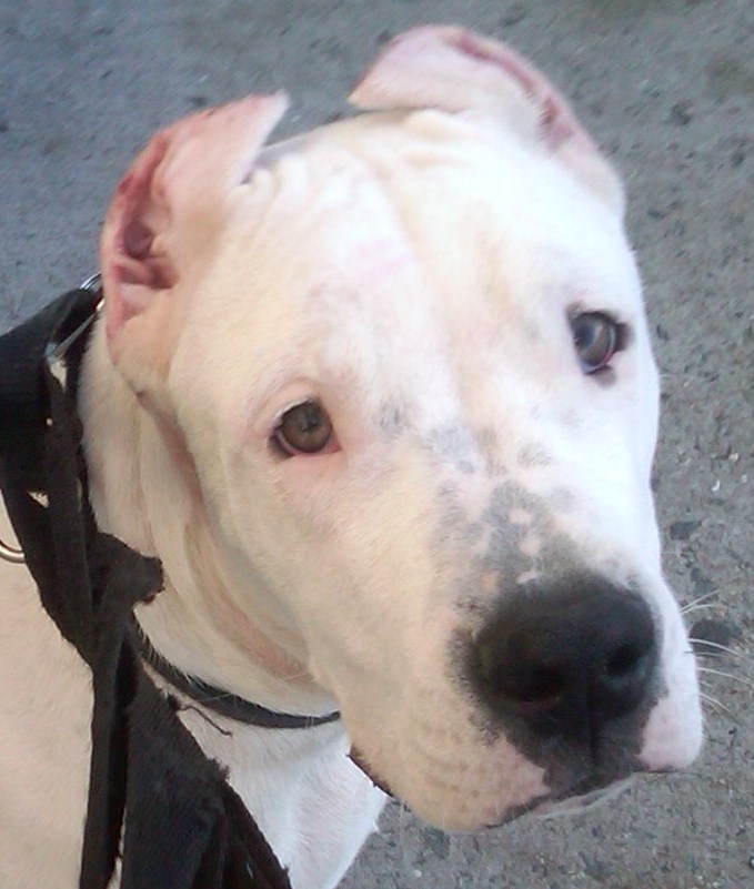 what can i say ? he is just one of a kind , we love u MACHO BOY !!!!