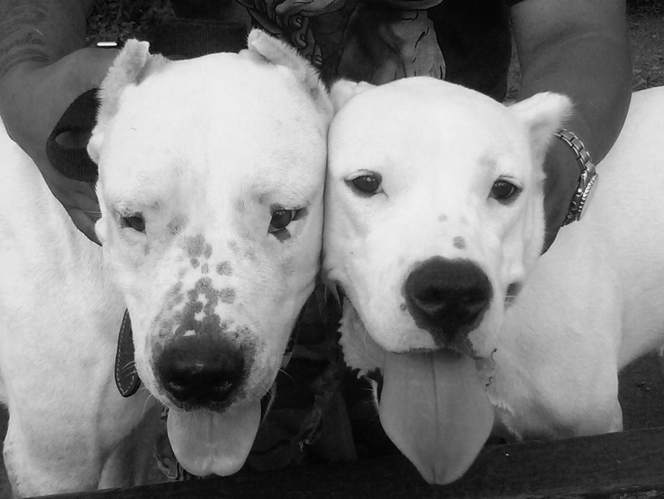 FUN. LOVING DOGOS , THEY ARE TRULY AWESOME DOGS !!