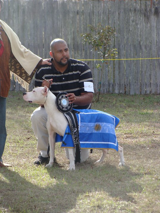 This is the epitome of the Dogo Argentino breed. She is the 2011 Best in Show Junior, Best of Opposite Sex, and Winners Bitch! She was used to show how a Dogo should be built, by the President of the Dogo Argentino Club in Argentina