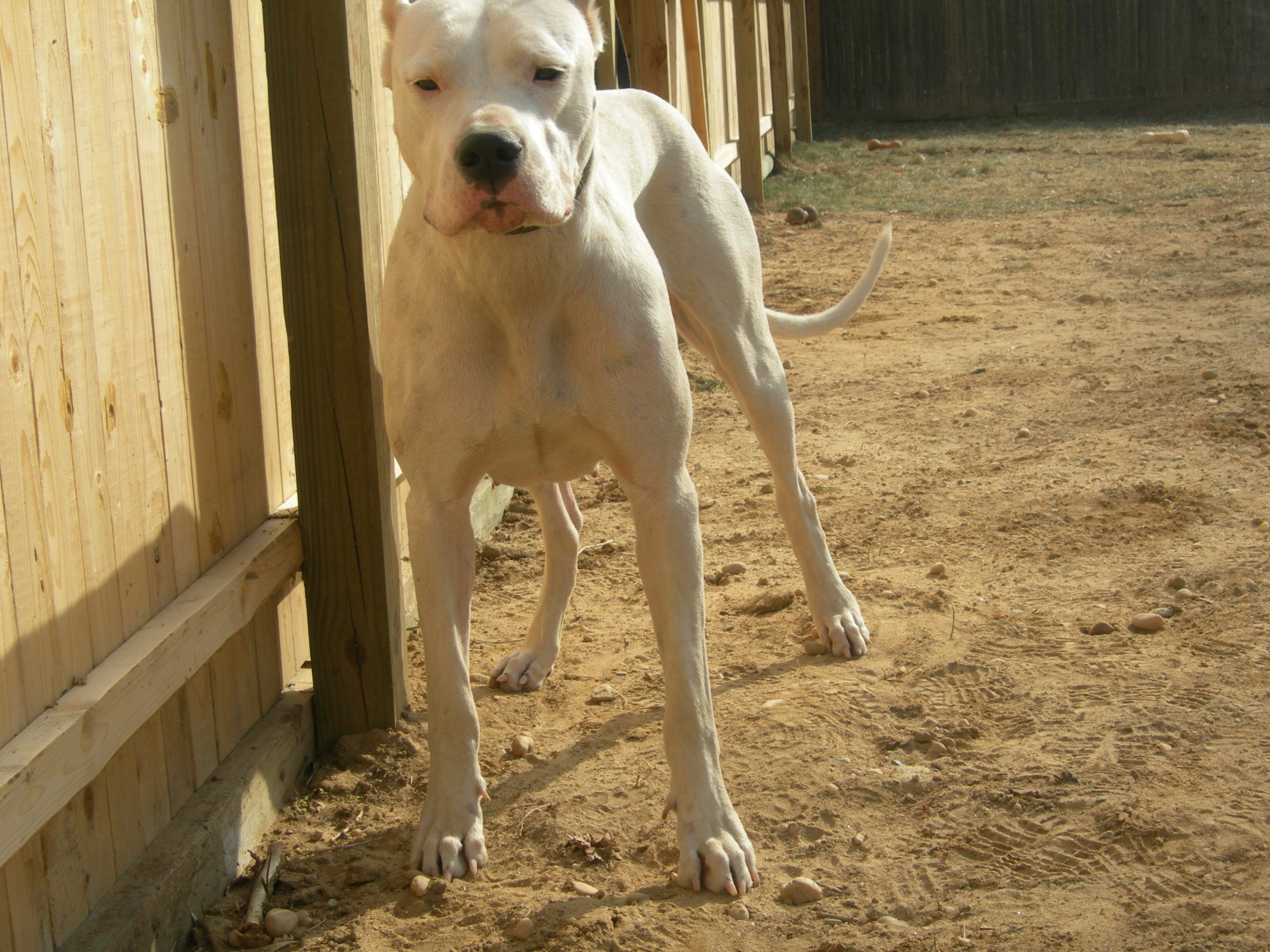 The epitome of a female dogo.