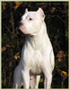 Ch. ZHEMCHUG IZ LUNNOY STAI (Victor Divina Fortitudo x Tracy) breeder Marina Rusakova