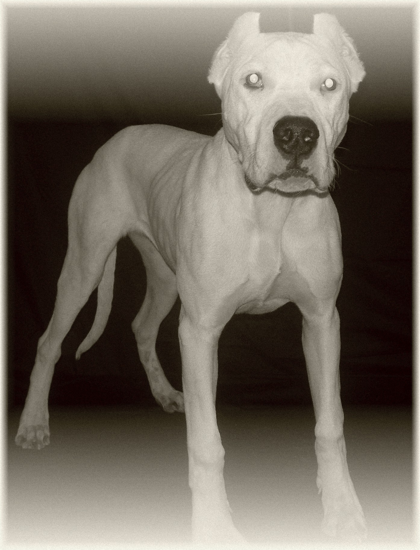 Daughter of Terror de Angel o Demonio and Fairtex Paloma.  Thick Bone and Balance in this litte fire ball!