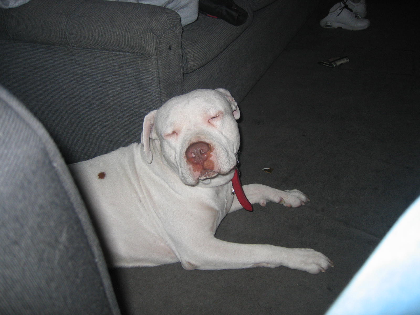 WHITE WITH FADING BROWN SPOTS