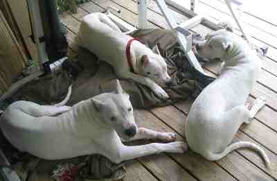 the three boyz laying on the deck by the pool, 7 months old