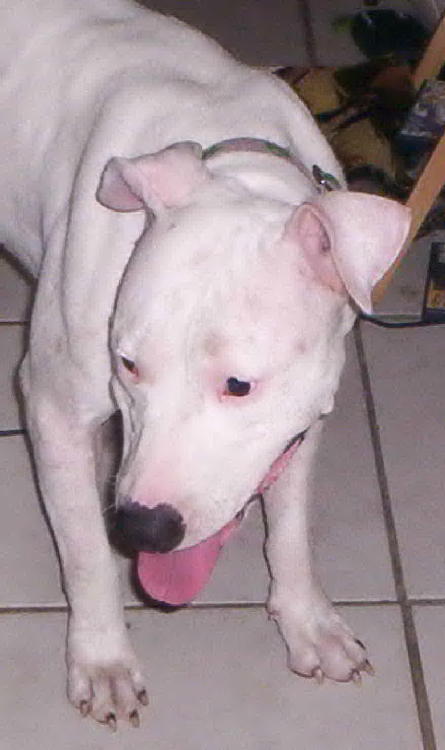 Haley was a rescue dog from Pet Rescue By Judy.
She was our Foster and watch her move from home to home and returned many times she is close to our Heart alltho we are not 100% sure of her Breed im sure from what iv read and seen in her looks and behavior she is a Dogo. Either way we are keep her and she now has a forever home