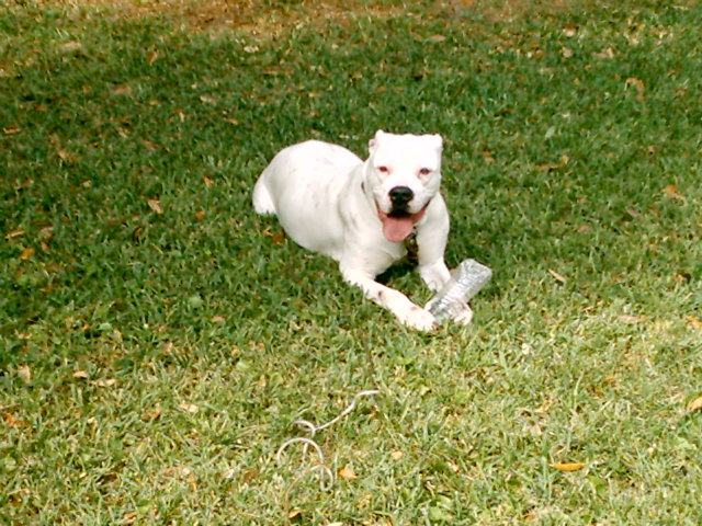 Gracie was sent to us from my newphew who is stationed in Iraq.  He knew that Gracie needed some attention and lots of love and knew exaxtly where to send her.  To Us!!!  She is running wild on 5 arces of land and we are spoiling her to death.  She has brought so much joy to our home.