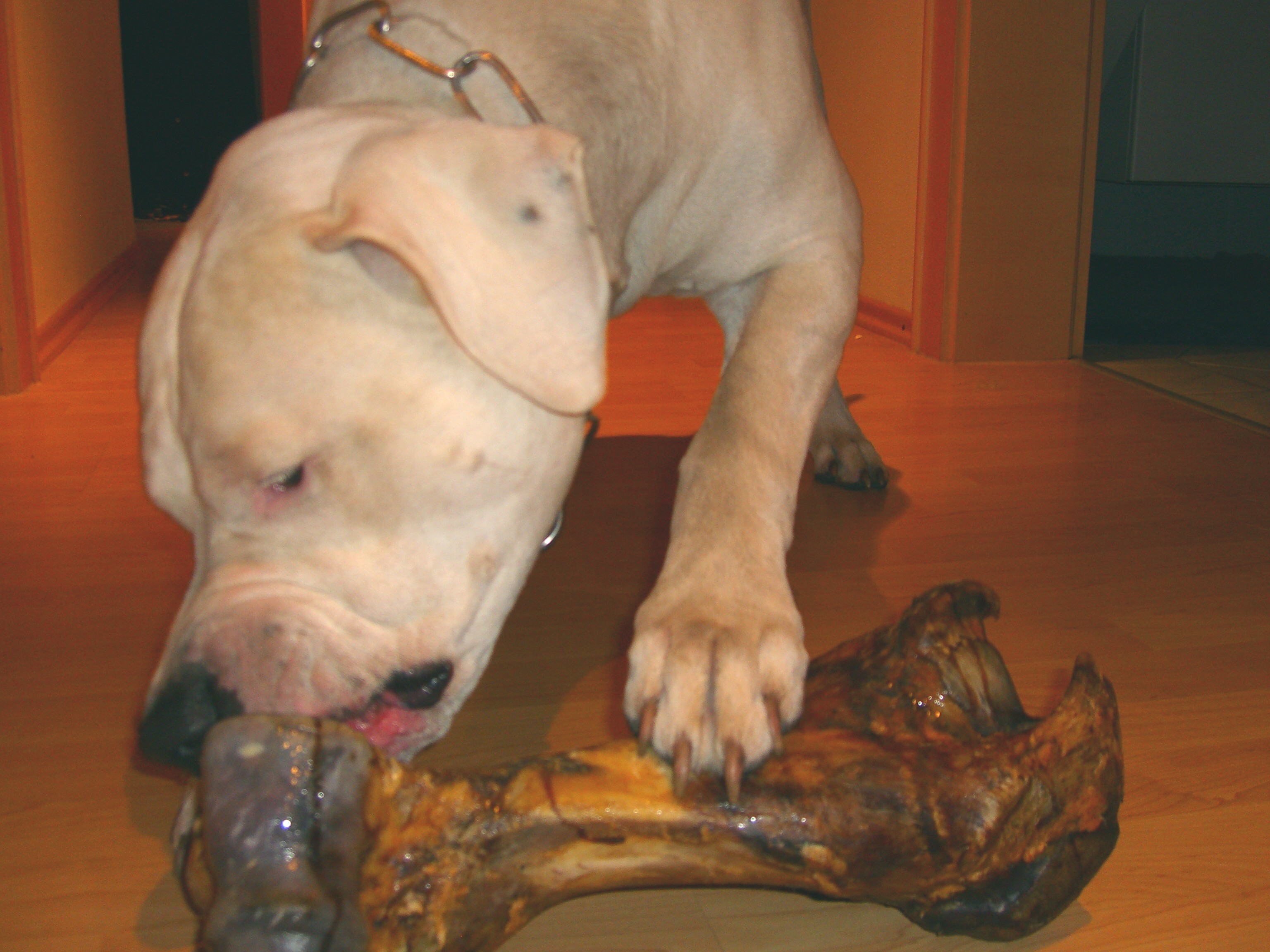 Diego fighting with his birthday present.