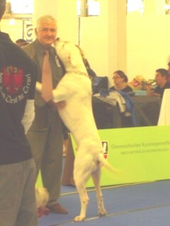 a dogo how a dogo should be.
