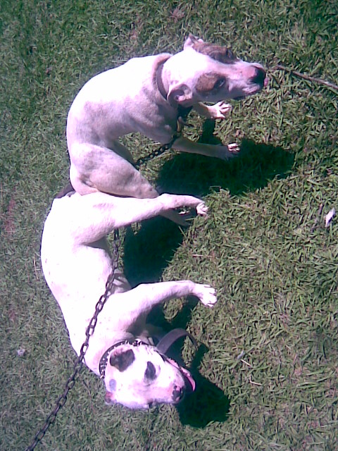 breeding puppies in a month #18703552422 or 18703551225 price when born