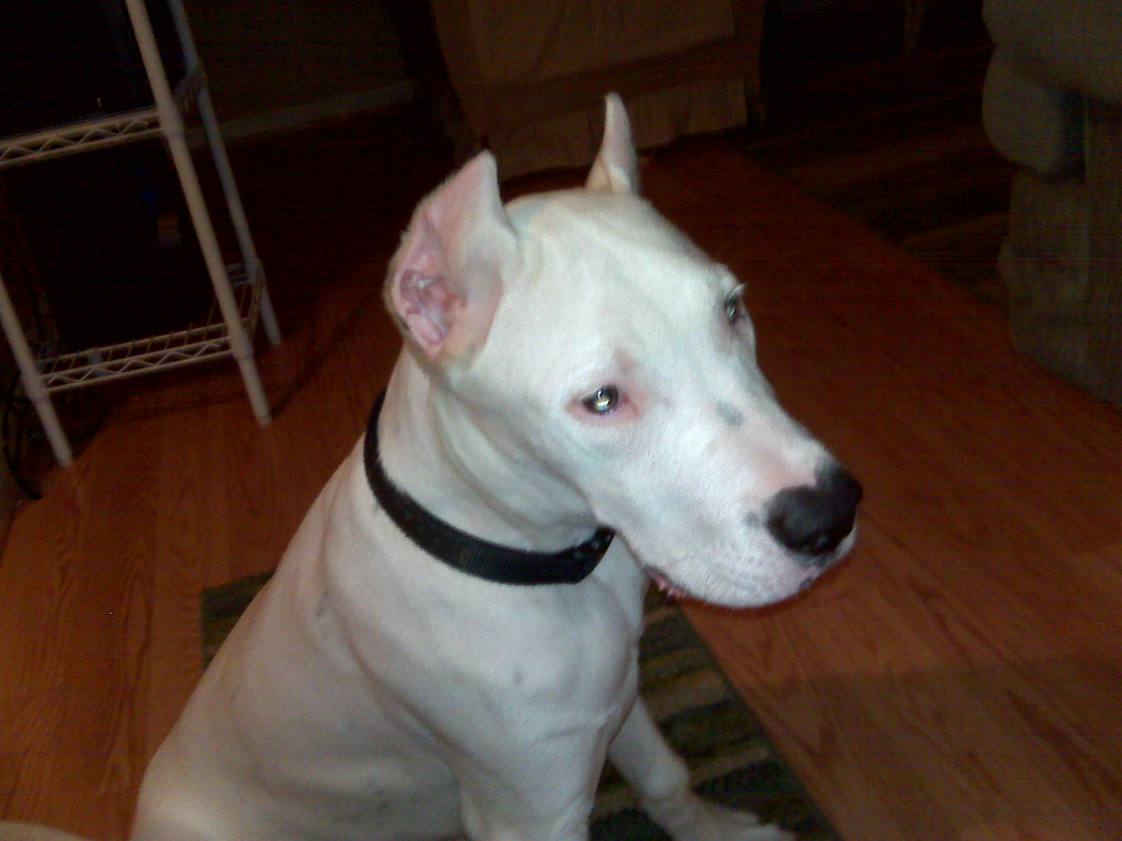 cane lookin good.  cane is also stud for hire if intrested email theheathcoat@gmail.com