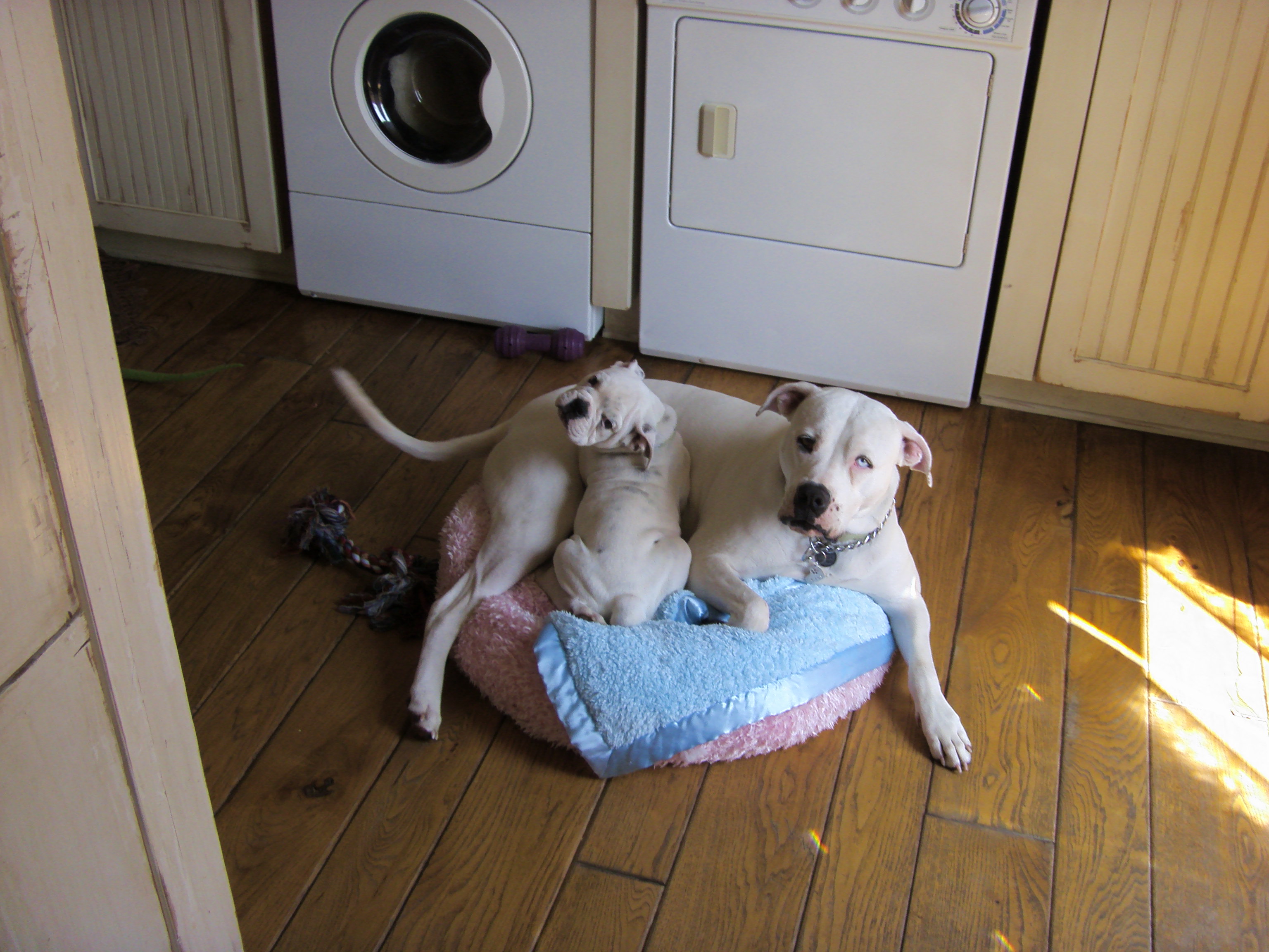 Lily is the most patient dog and is so good with our new English Bulldog puppy.