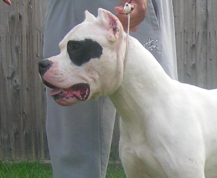 This is the most accurate head in the breed.  We will soon have the chance to see if he passes this head to his offspring as he will be coupled with Abuelita de la Historia!