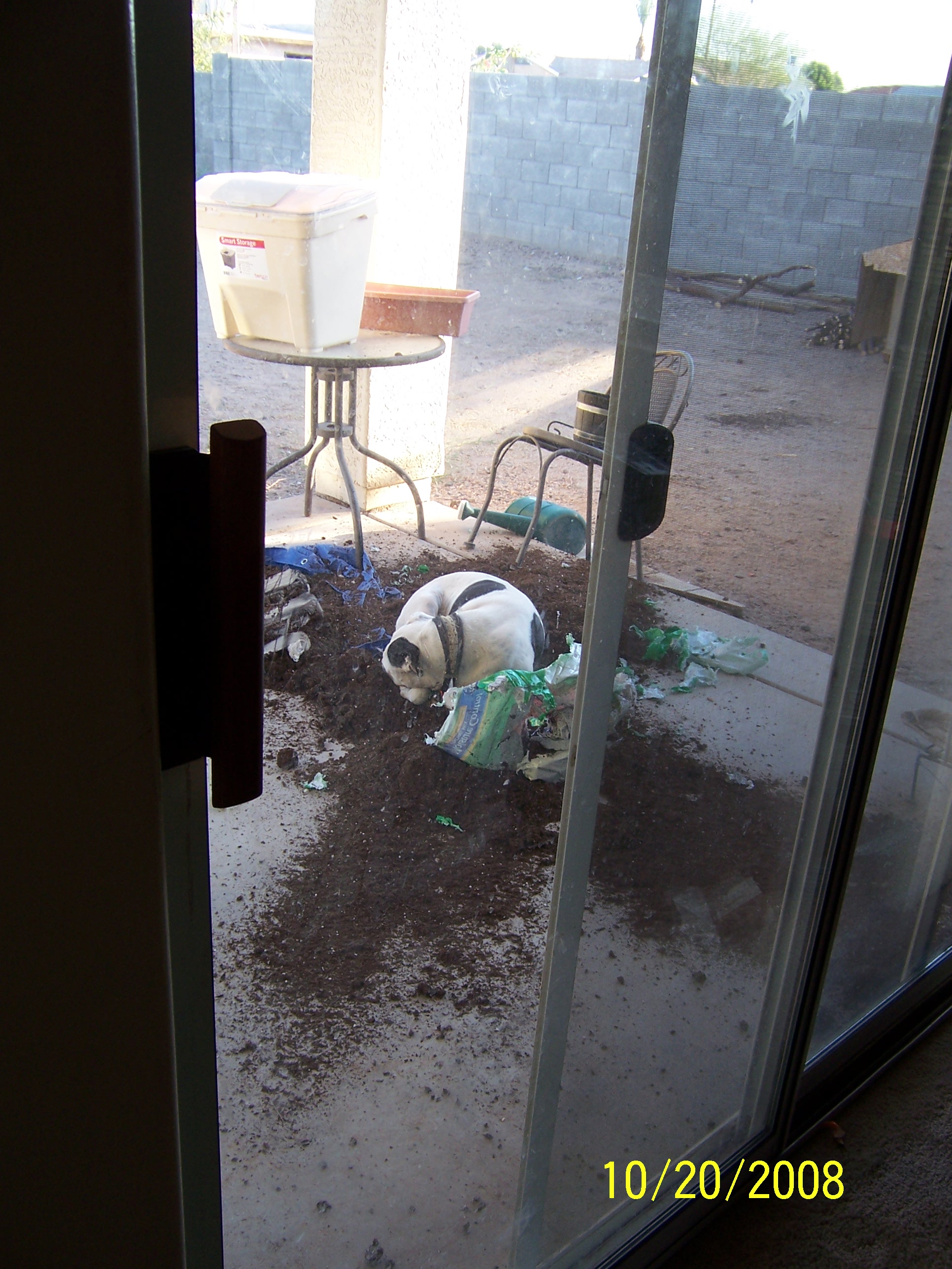 Sassy was left unattended with a VERY LARGE bag of potting soil... and she made, um, good use of it...