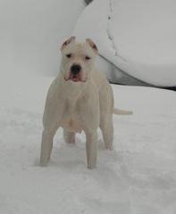 Dogo in the snow.  Beautiful Dogo Argentino female.