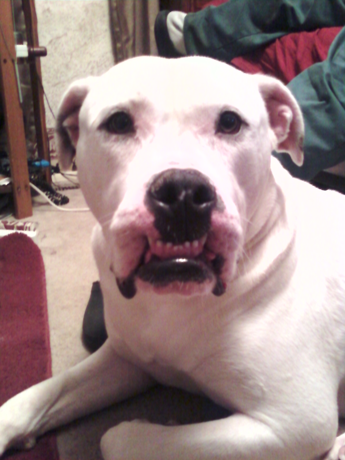 This is the face he makes when hes mad lol